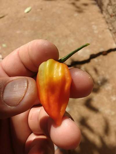 Queimadura Solar Abiótica - Pimentão e Pimenta