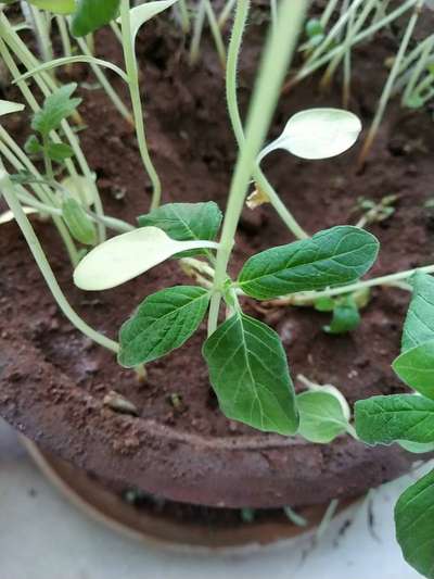 Spider Mites - Tomato