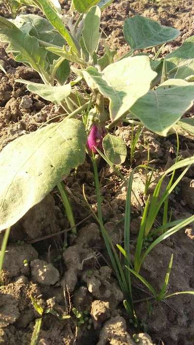 Flea Beetles - Brinjal