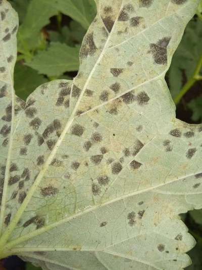 Black Spot Disease - Okra