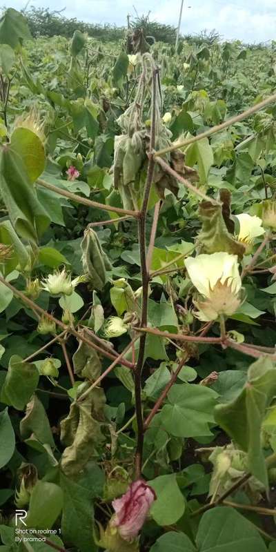 Fusarium Wilt - Cotton