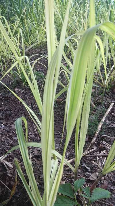 Iron Deficiency - Sugarcane