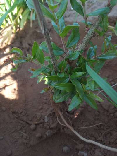 Potassium Deficiency - Pomegranate