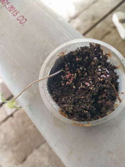 Damping-Off of Seedlings - Tomato