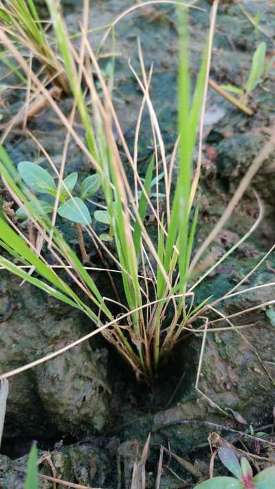 Asiatic Rice Borer - Rice