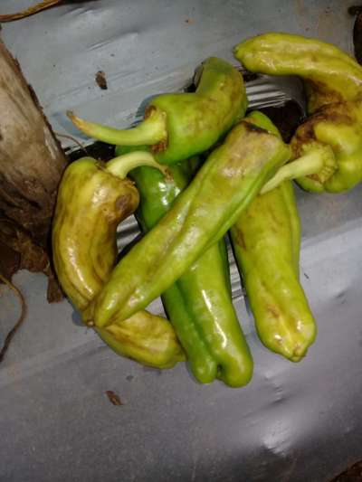 Antracnosis del Pimiento - Capsicum y chile