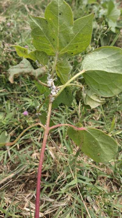 மாவுப்பூச்சி - பருத்தி