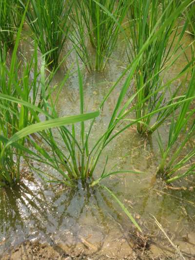 Bacterial Panicle Blight - Rice