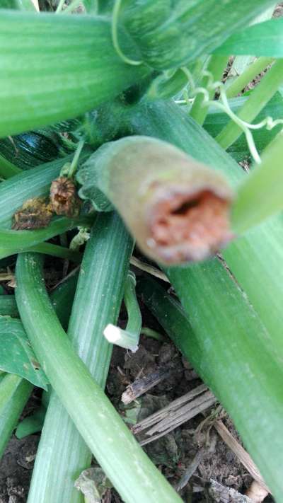 Melon Fruit Fly - Zucchini