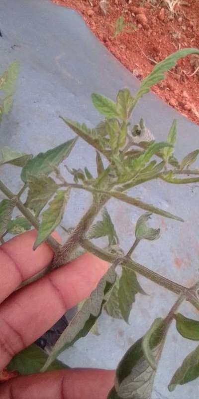 Phosphorus Deficiency - Tomato