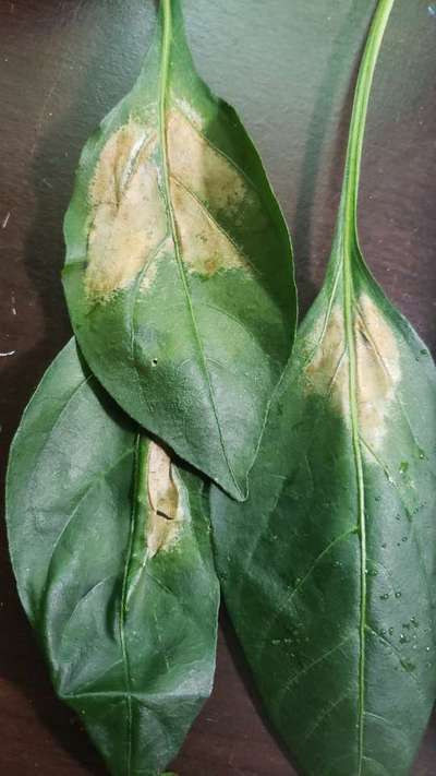 Sunburn - Capsicum & Chilli