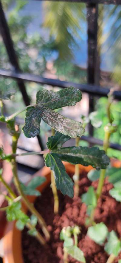 Powdery Mildew - Okra