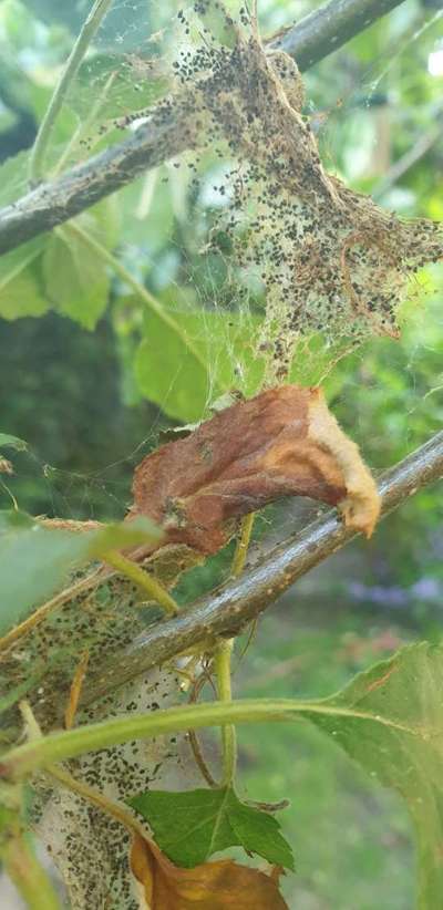 Cabbage Moth - Apple