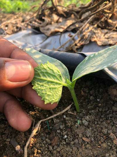 Leaf Miner Flies - Cucumber