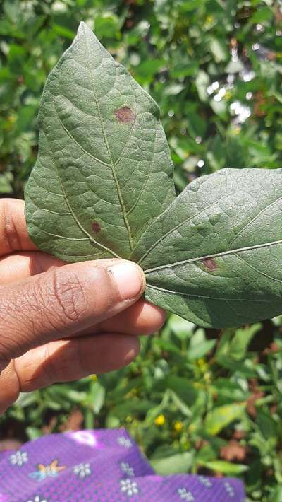 Cercospora Leaf Spot of Legumes - Black & Green Gram