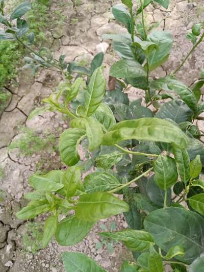 Leaf Miner Flies - Citrus