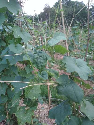 Spider Mites - Cucumber