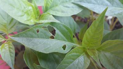 Flea Beetles - Capsicum & Chilli