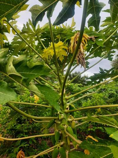 Phytophthora Crown and Root Rot - Papaya