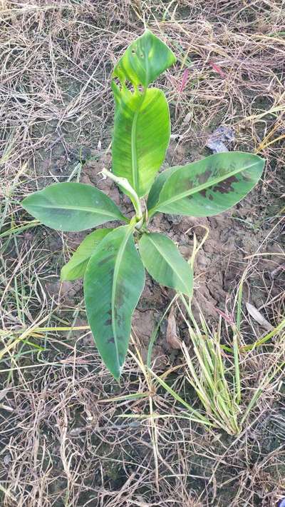 तम्बाकू की इल्ली - केला