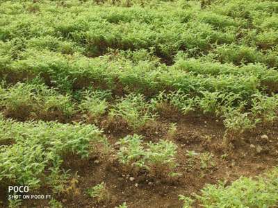 Fusarium Wilt - Chickpea & Gram