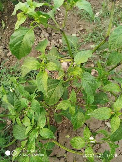 Nitrogen Deficiency - Capsicum & Chilli