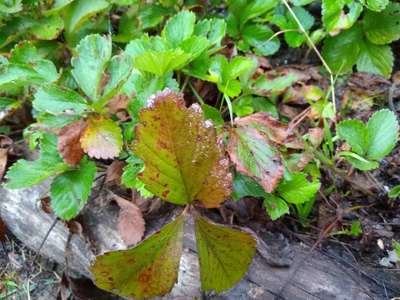 Mancha Foliar ou Mancha de Mycosphaerella - Morango