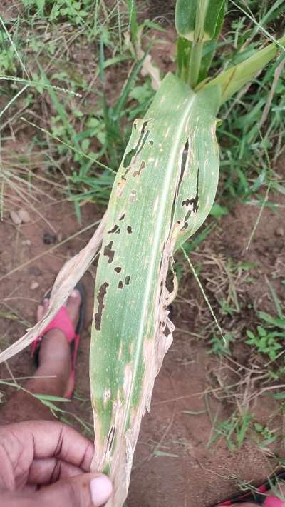 Spotted Stemborer - Maize