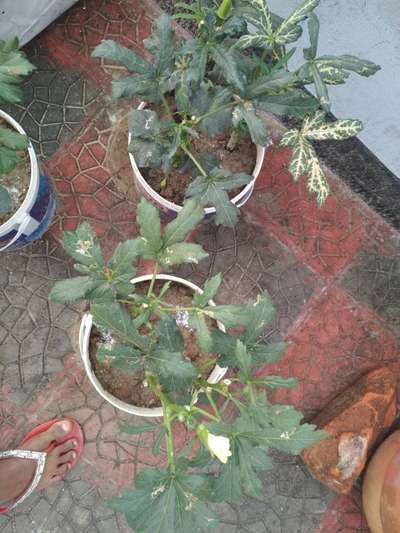 Cassava Mosaic Disease - ঢেঁড়শ