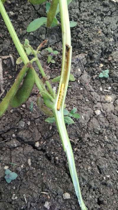 Soybean Stalk Weevil - Soybean