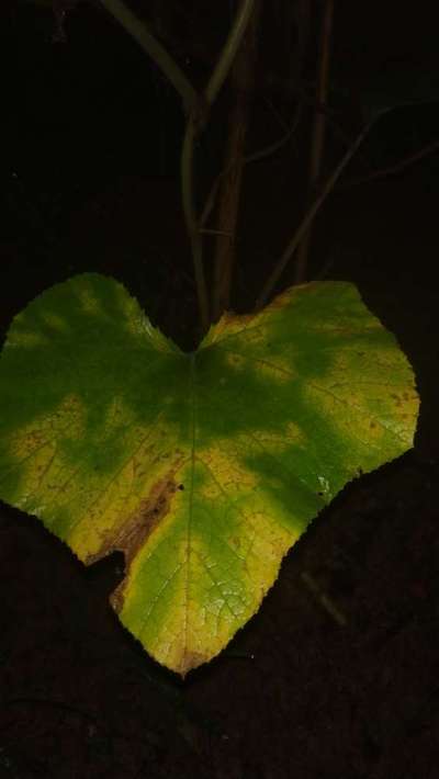 Gummy Stem Blight of Cucurbits - Pumpkin