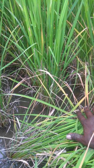 Bacterial Panicle Blight - Rice