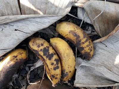 Anthracnose of Banana - Banana