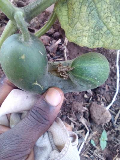 Boron Deficiency - Cucumber