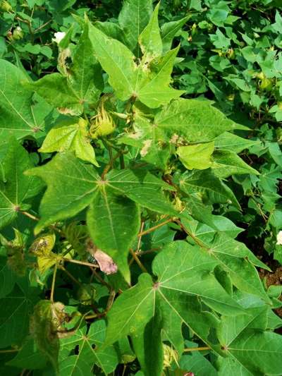 Leaf Miner Flies - Cotton