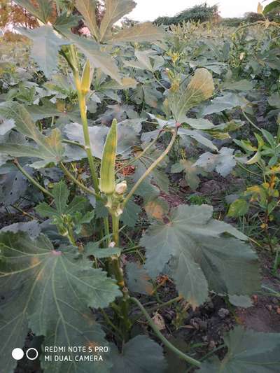 சாம்பல் நோய் - வெண்டக்காய்