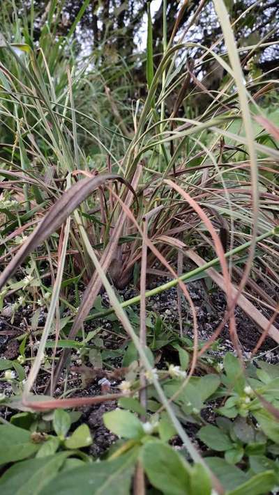 Grassy Shoot of Sugarcane - Sugarcane