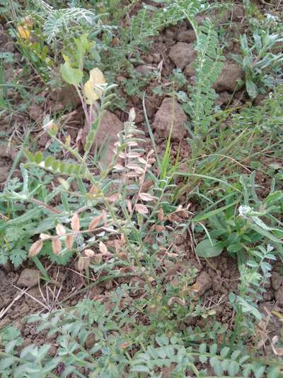 Fusarium Wilt - Chickpea & Gram