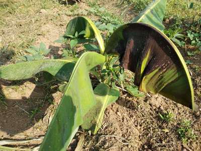 Banana Xanthomonas Wilt - Banana