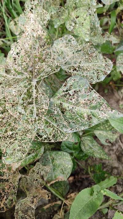 Tobacco Caterpillar - Bean