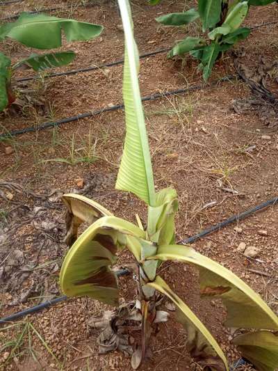 Panama Disease - Banana