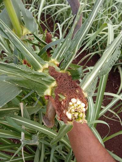 Boron Deficiency - Maize