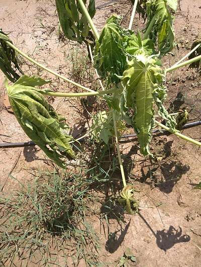 Papaya Mosaic Virus - Papaya