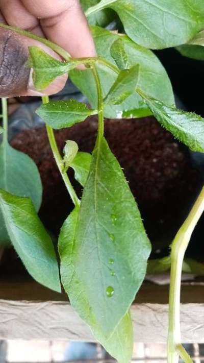 Broad Mite - Potato