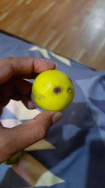 Anthracnose of Citrus - Tomato