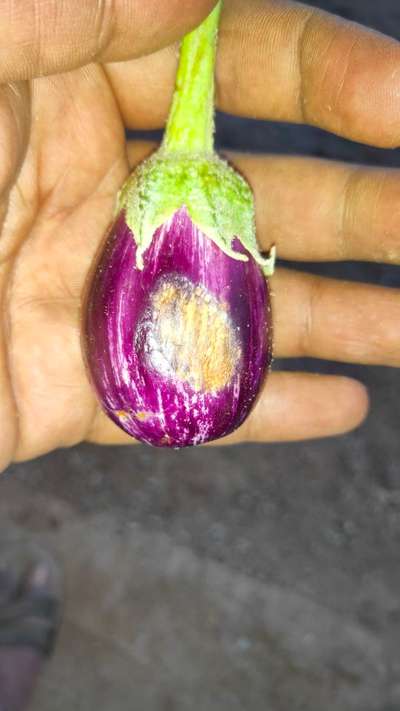 Phomopsis Blight - Brinjal