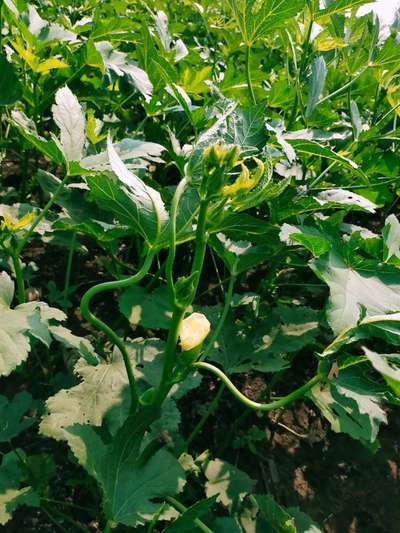 Aphids - Okra