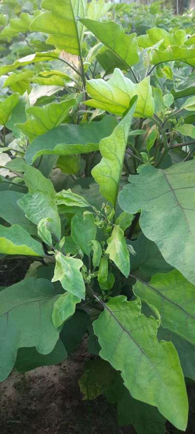 Spider Mites - Brinjal