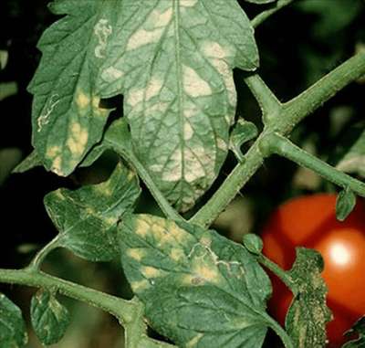 Moho gris del tomate - Tomate