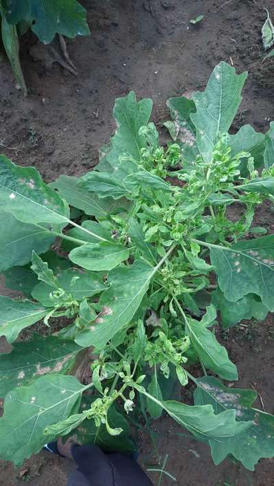 Little Leaf of Brinjal - Brinjal